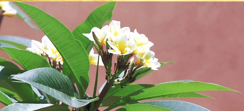 Fleurs